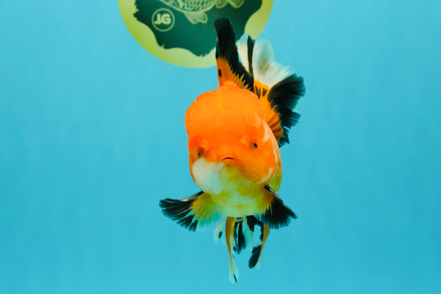 AAA Grade Apache Oranda Male 5.5-6 inches #041726OR_11