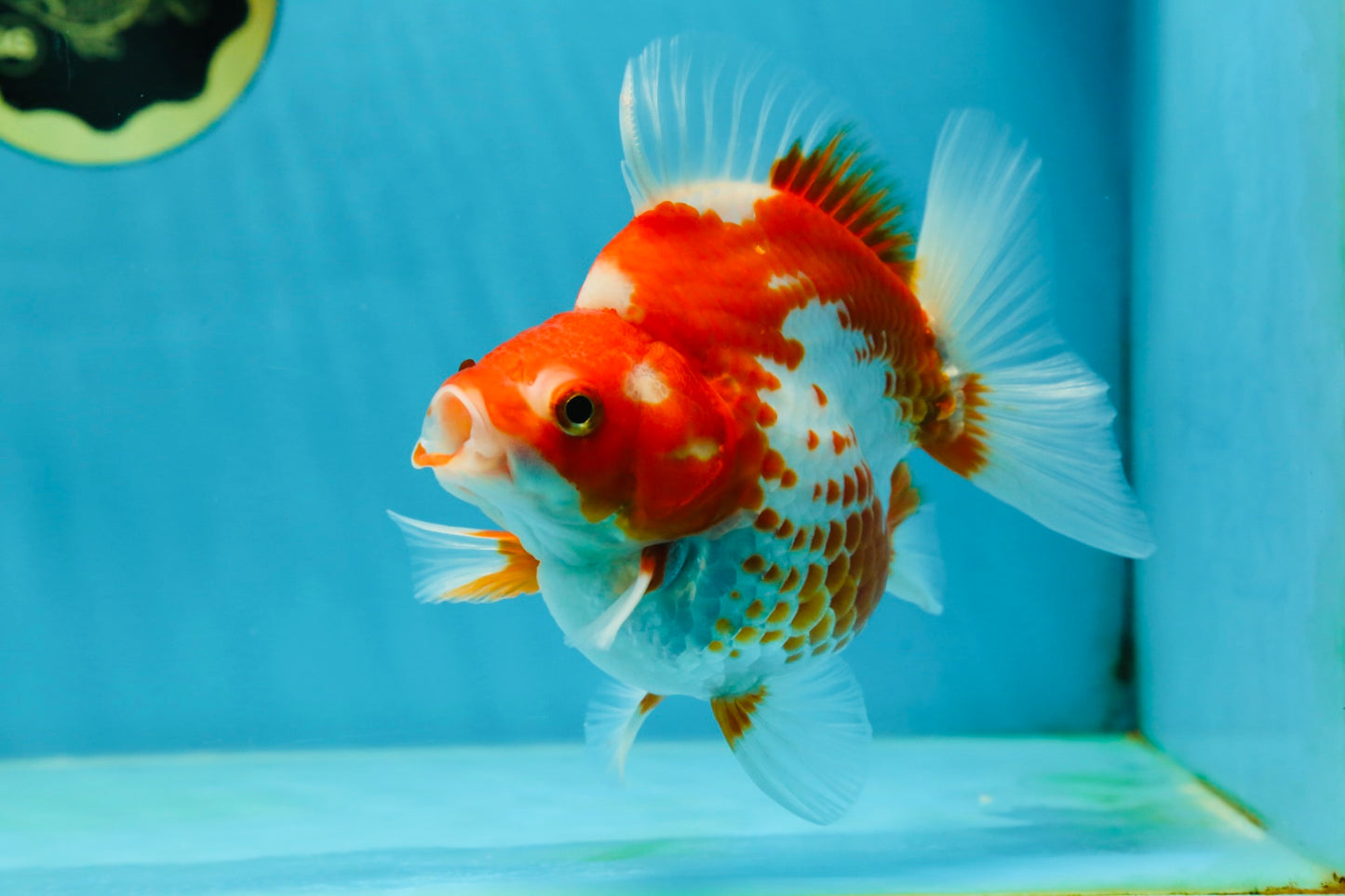 A GRADE Polkadot Red White Ryukin Female 5 inches #050925RK_19