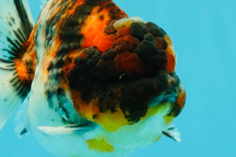 UNIQUE AAA Grade Special Tiger Yuanbao Male 5-5.5 inches #031326YB_23