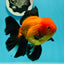 A Grade Apache (Black Orange) Oranda Male 5.5 inches #110124OR_09