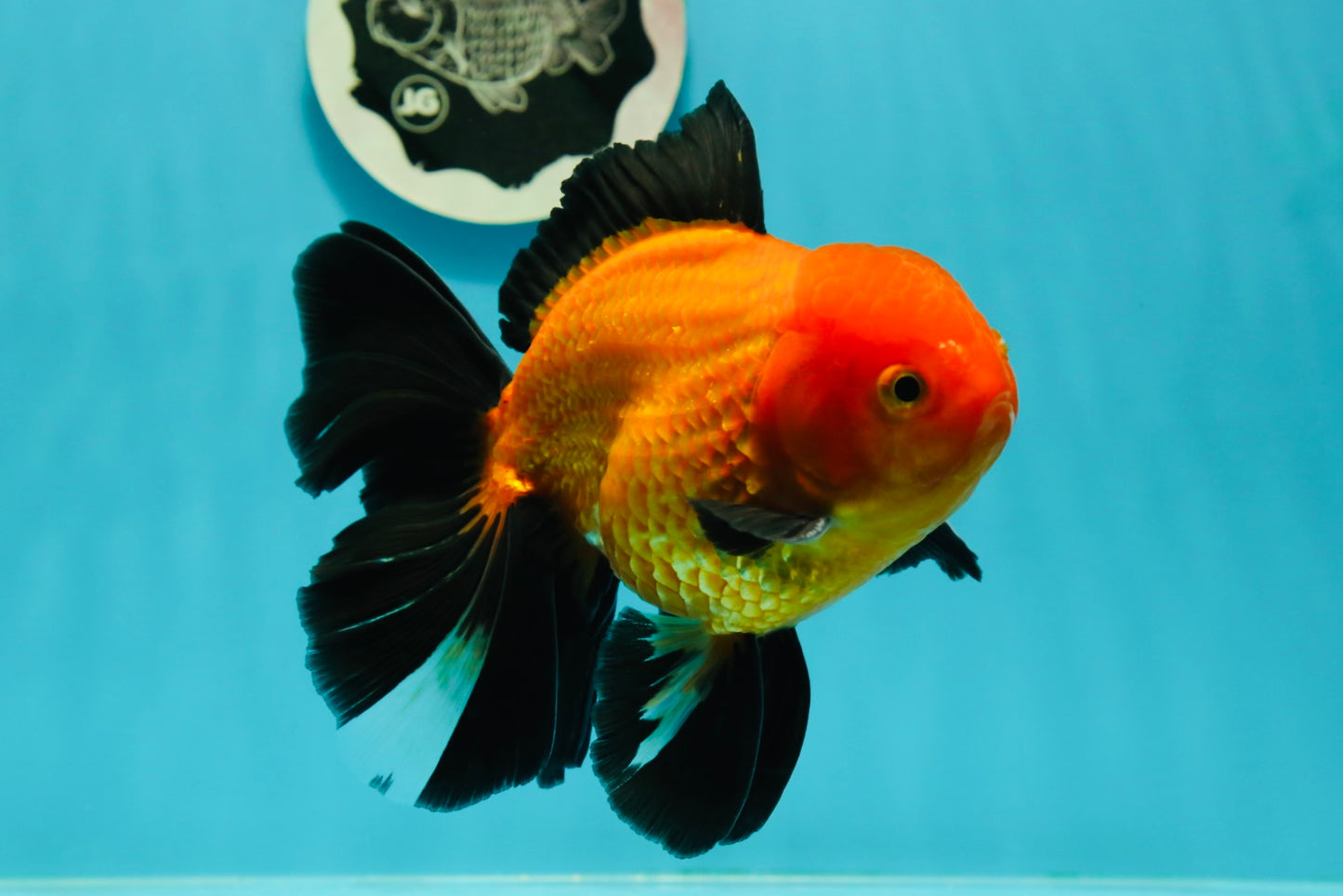 A Grade Apache (Black Orange) Oranda Male 5.5 inches #110124OR_09