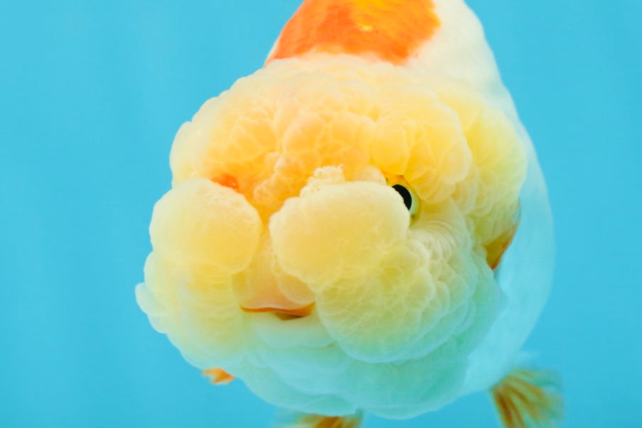 THE CUTEST WEN EVER A Grade Red White LionQueen 4.5 inches #042525LC_13