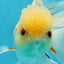 A Grade White Oranda Male 5.5-6 inches #060625OR_26