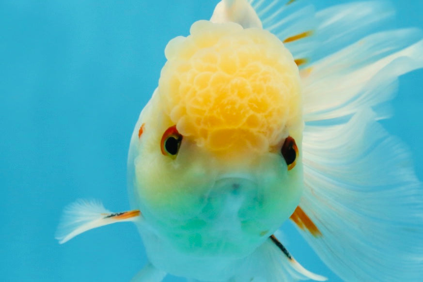 A Grade White Oranda Male 5.5-6 inches #060625OR_26