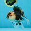 AAA Grade Panda Oranda Male 5 inches #051625OR_28