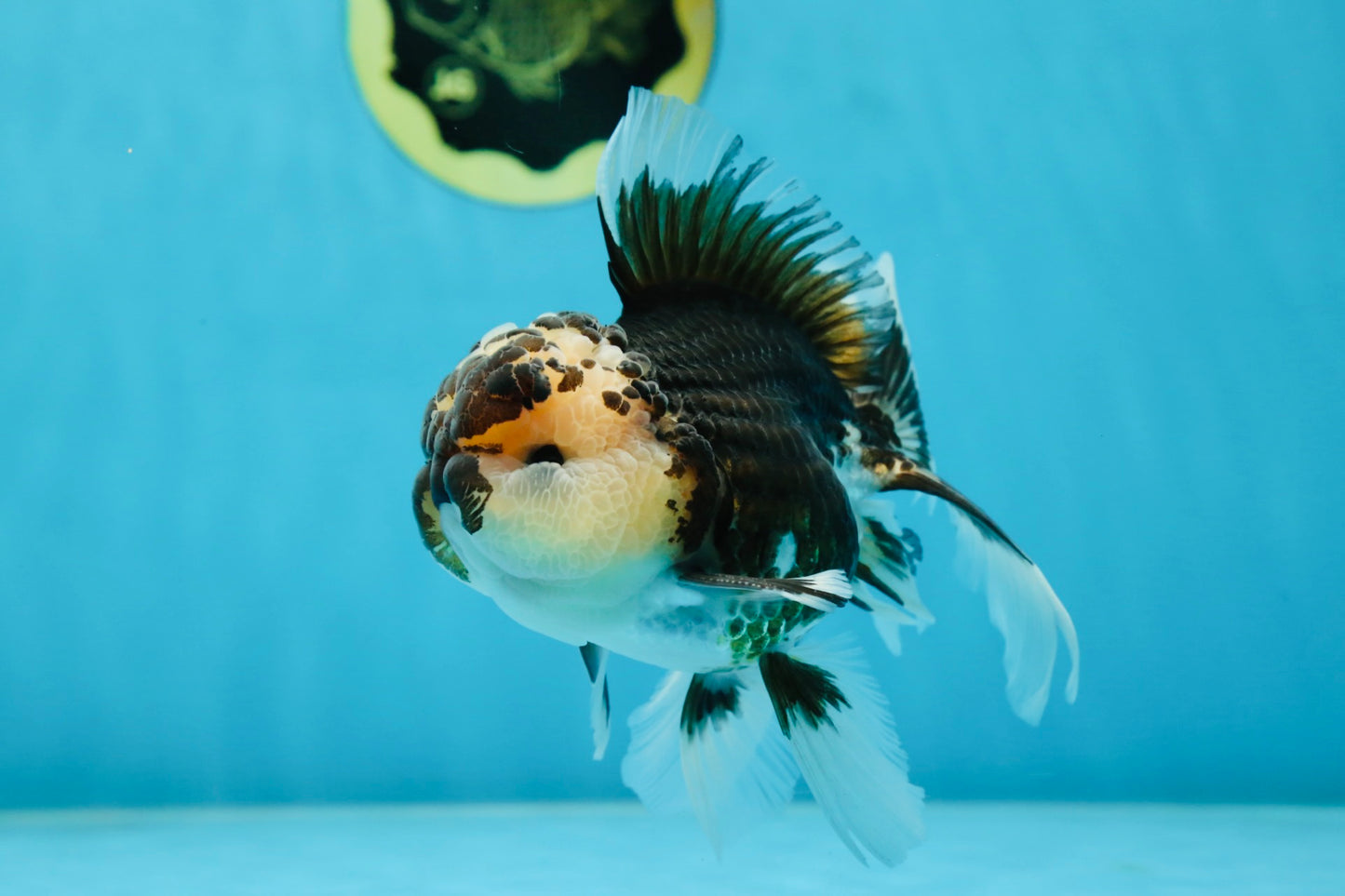 AAA Grade Panda Oranda Male 5 inches #051625OR_28
