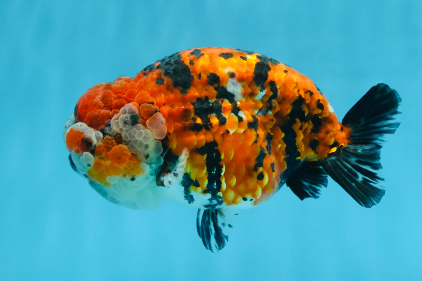 RARE AAA Grade Special Tricolor Tiger LionQueen 5.5 inches #082225LC_01