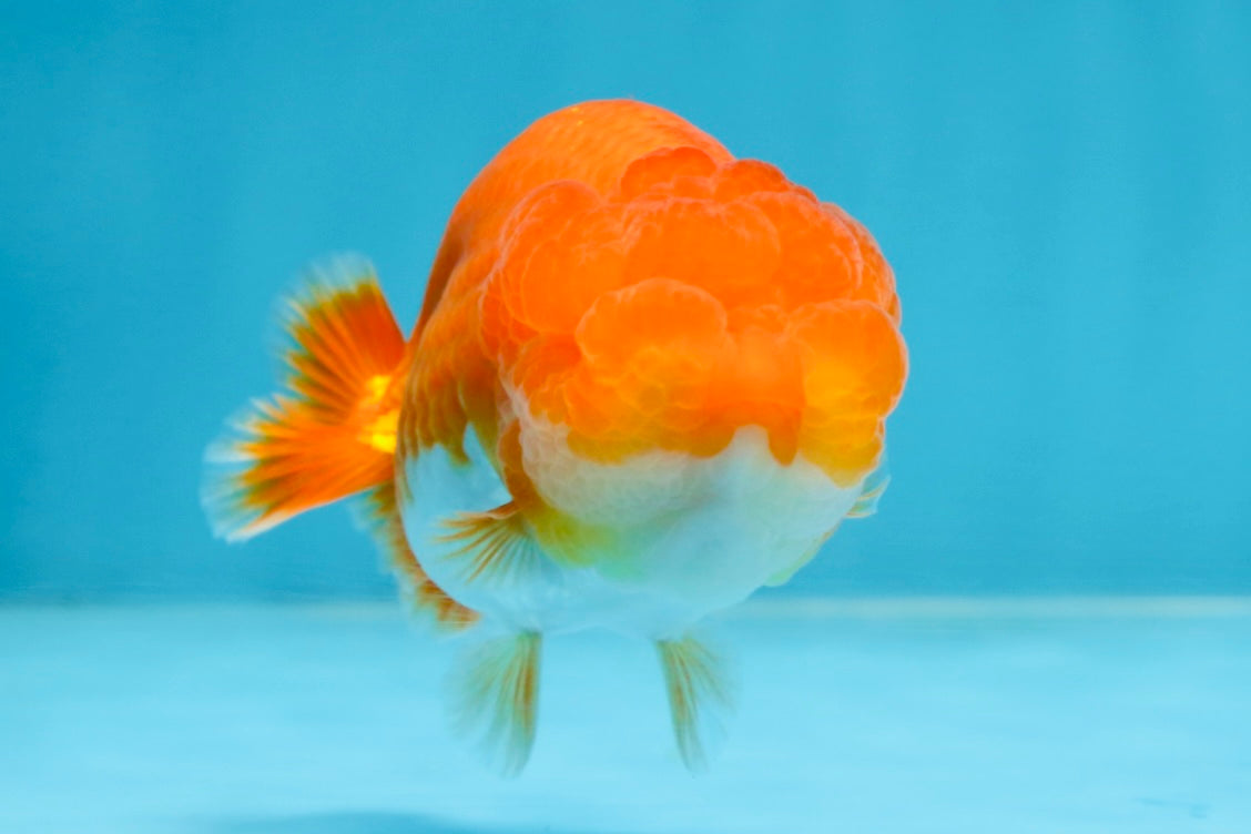 SUPER CUTE AAA Grade Red White LionQueen 4 inches #101725LC_12