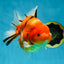 A Grade Sakura Oranda Female 6-6.5 inches #060625OR_11