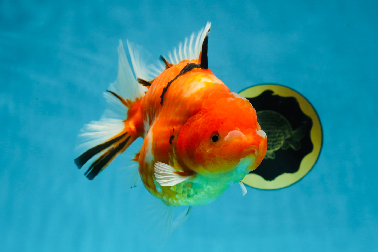 A Grade Sakura Oranda Female 6-6.5 inches #060625OR_11