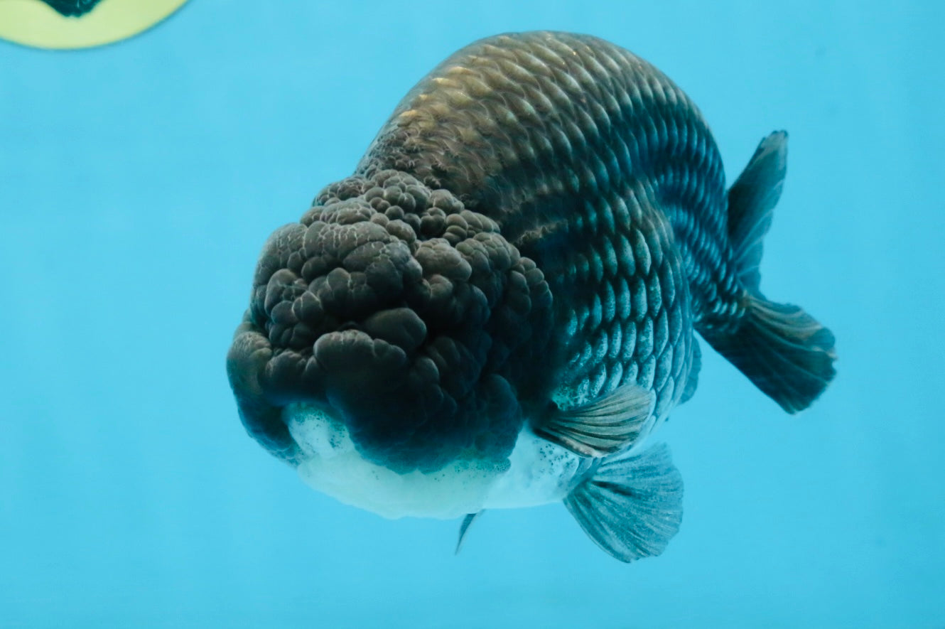 FLUFFY WEN A Grade Black Blue LionKing 5.5 inches #110725LC_16