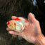 A Grade Red White Oranda Female 5.5 inches #061926OR_15