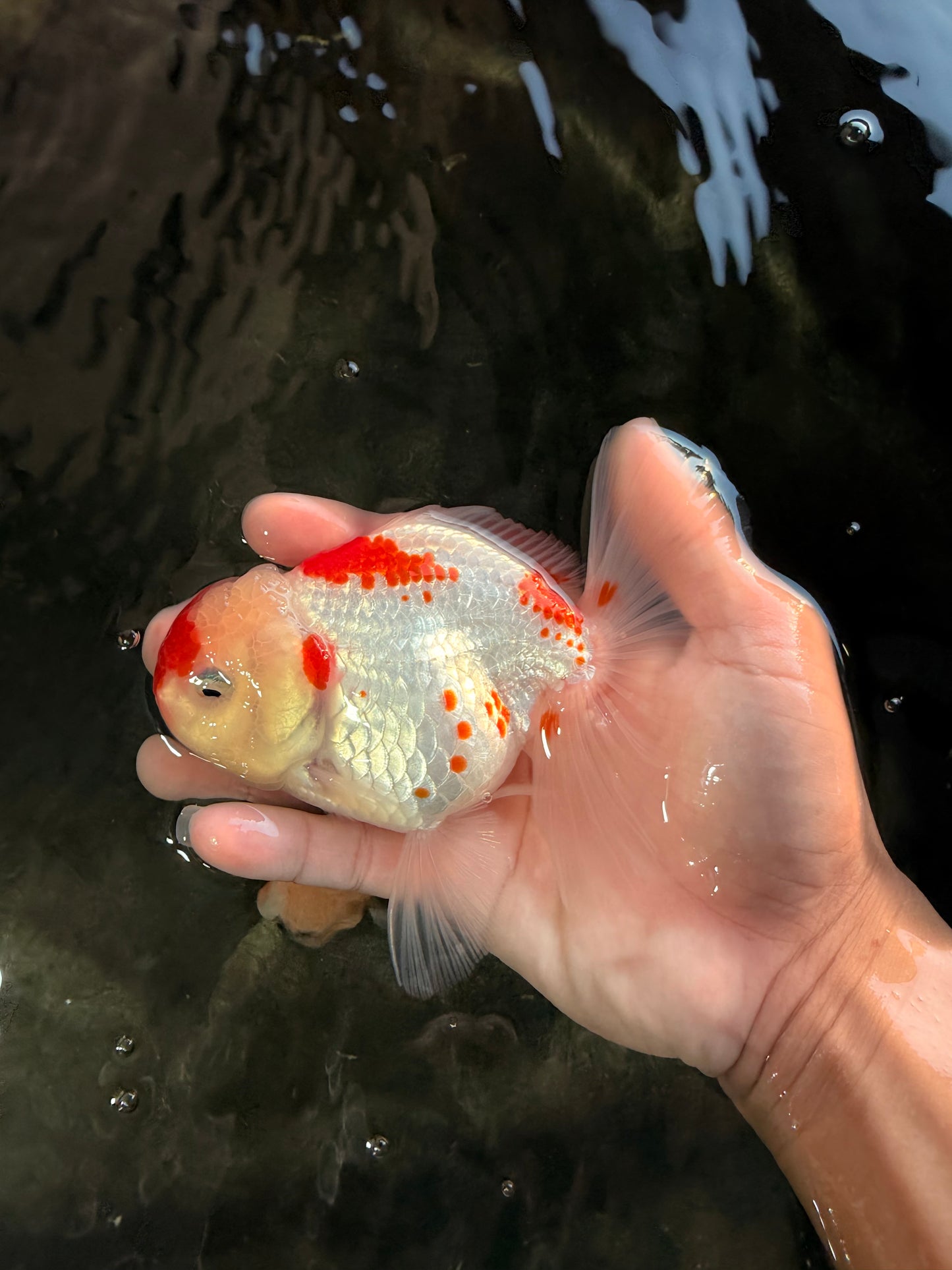 A Grade Red White Oranda Female 5.5 inches #061926OR_15