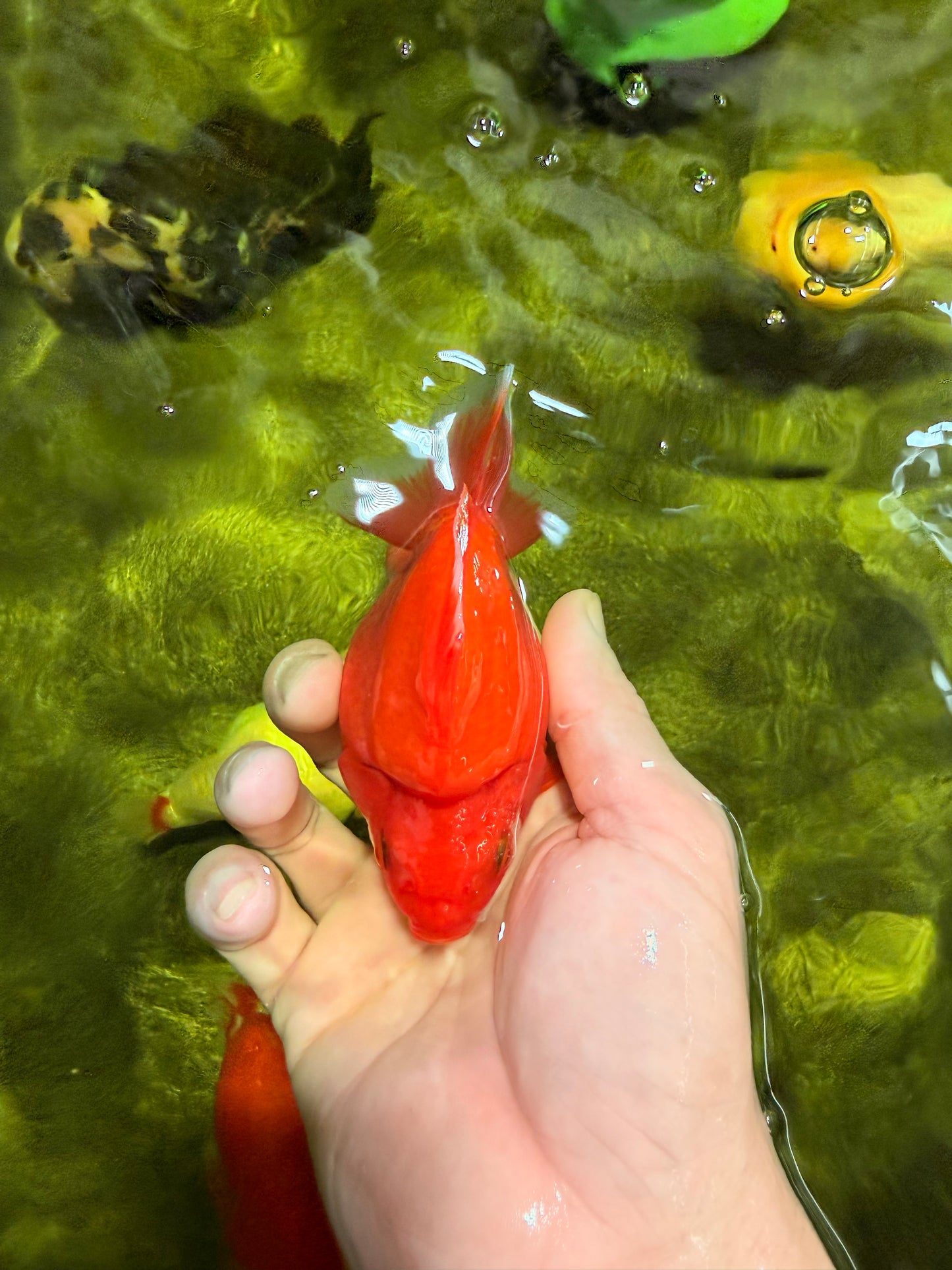 AAA Grade Solid Red Ryukin Female 4 inches #022026RK_10