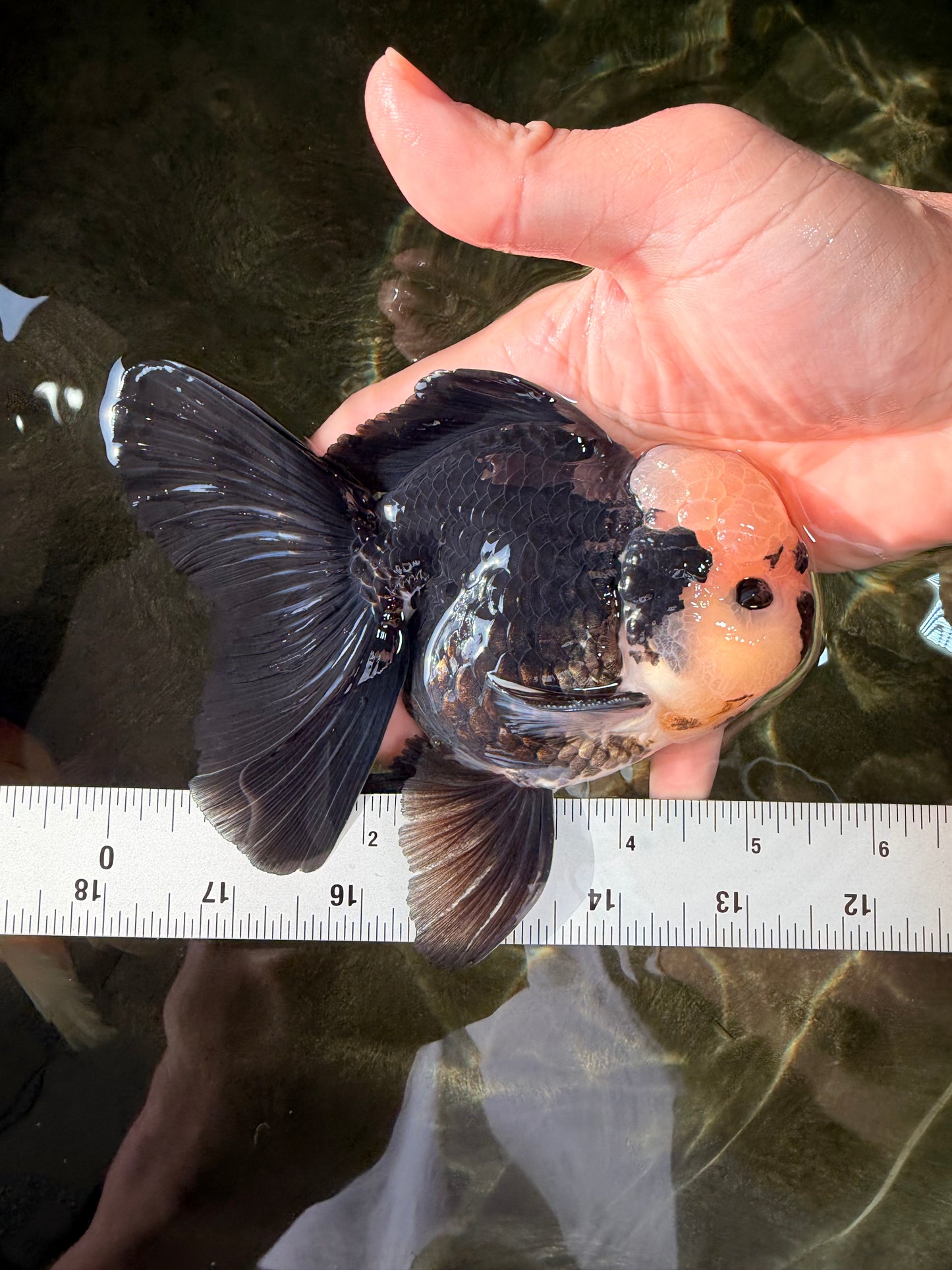 AAA Grade Panda Button Eyes Oranda Male 5.5 inches #031326OR_25