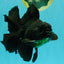 A Grade Broadtail Black Oranda Male 6.5-7 inches #101626OR_20