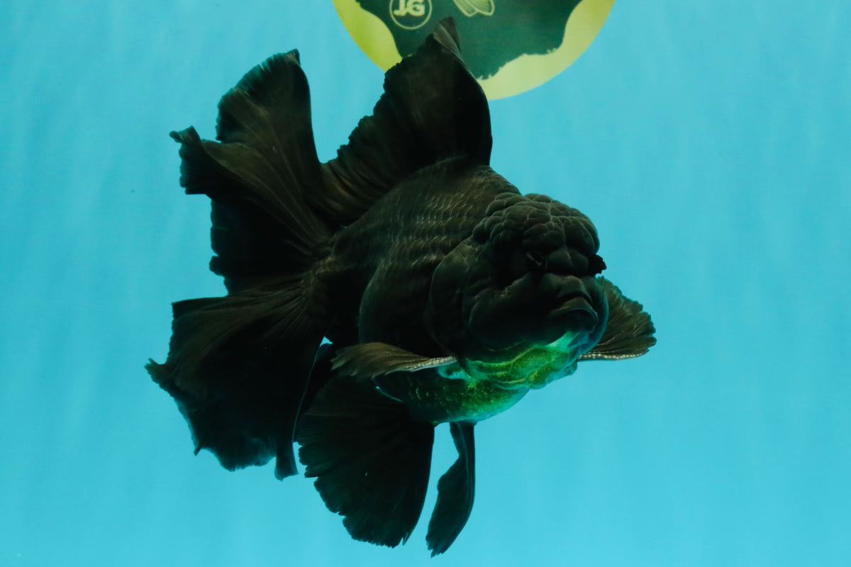 A Grade Broadtail Black Oranda Male 6.5-7 inches #101626OR_20