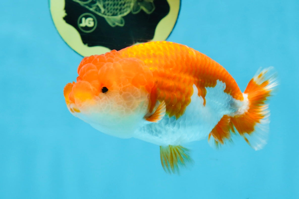 A Grade Red White LionQueen 4-4.5 inches #102425LC_15