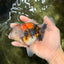 Calico Oranda Male 5-5.5 inches #050126OR_12