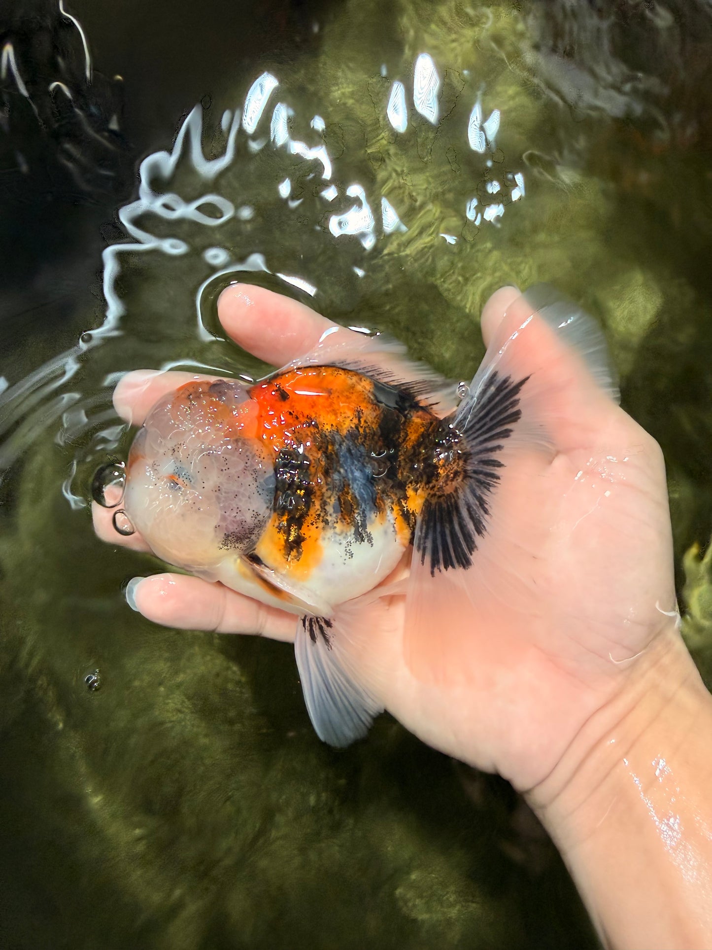 Calico Oranda Male 5-5.5 inches #050126OR_12