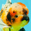 A Grade Calico Oranda Male 6.5-7 inches #082126OR_14