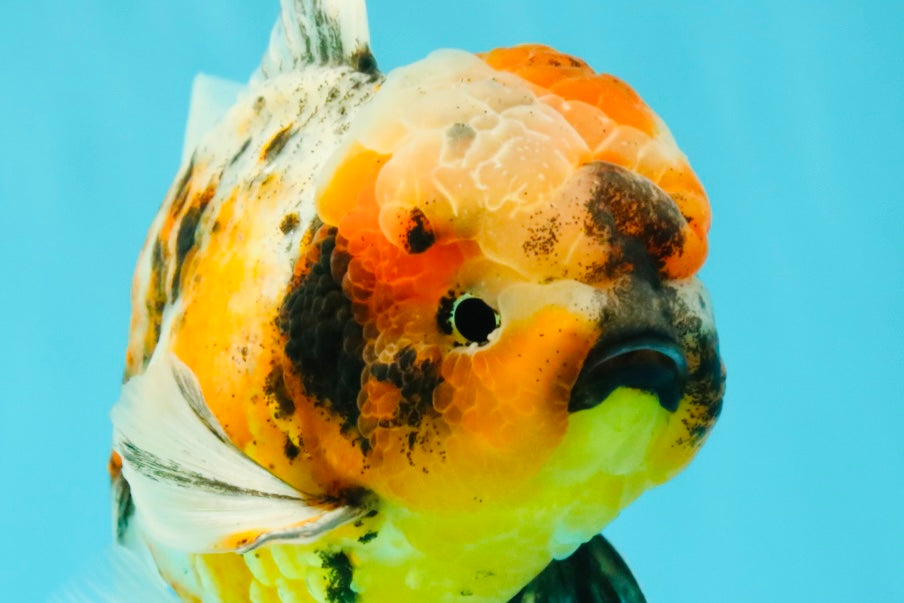 A Grade Calico Oranda Male 6.5-7 inches #082126OR_14