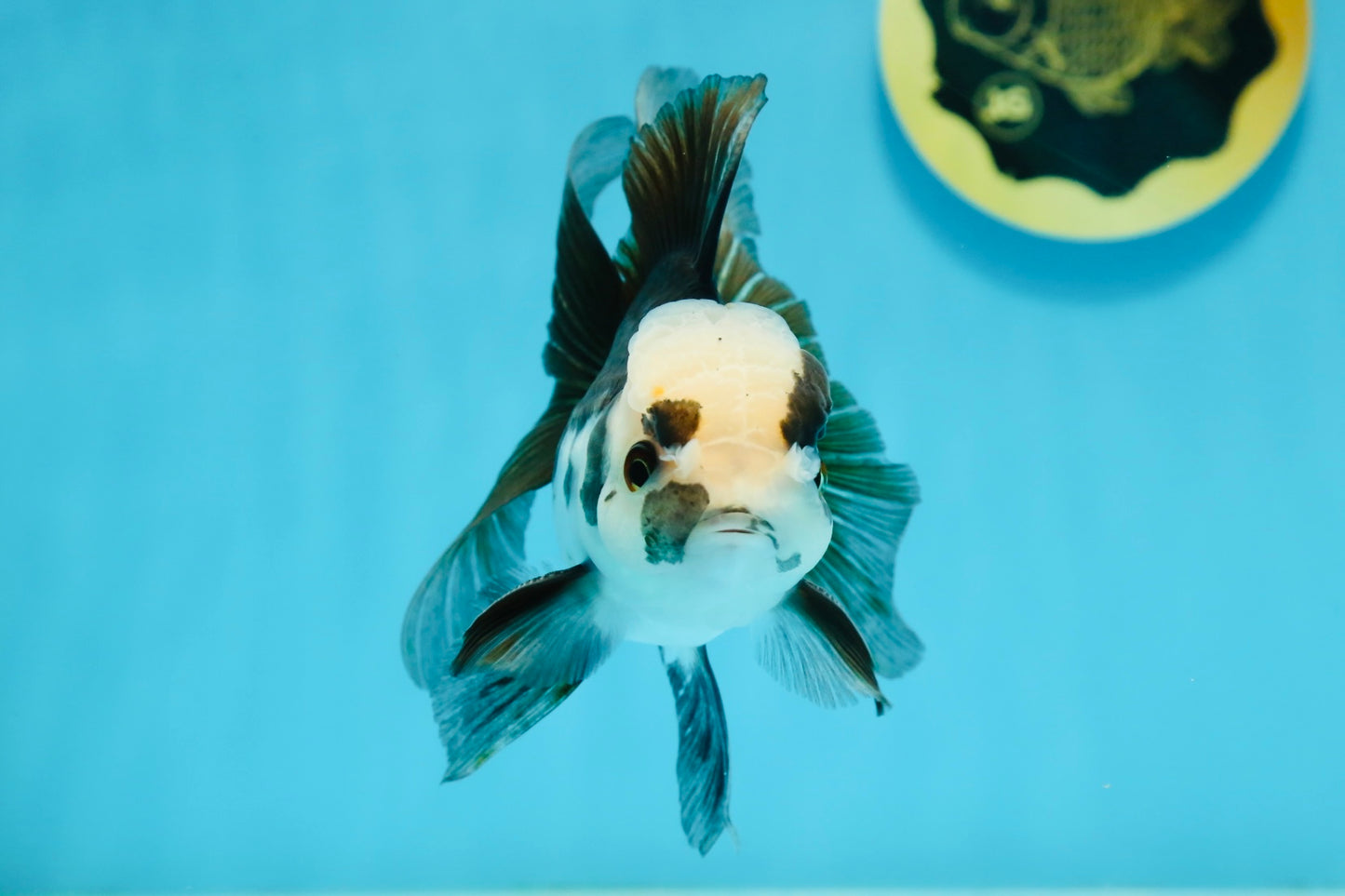 Panda Oranda Male 4.5-5 inches #112924OR_21