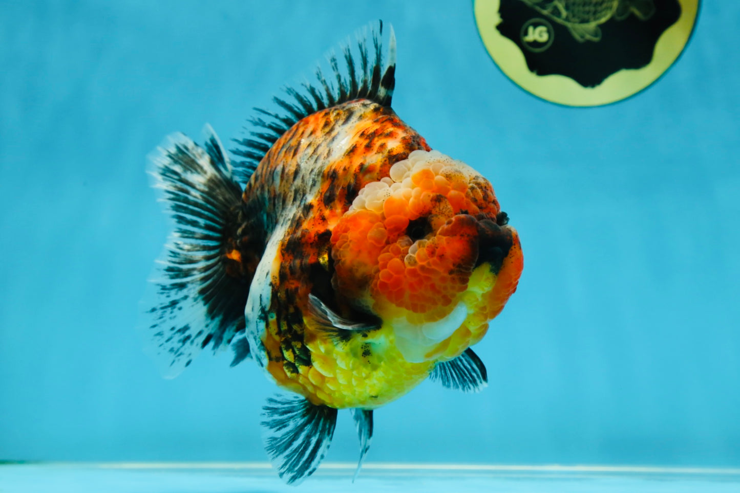 AAA Grade RARE Big Body Godzilla Calico Yuanbao Female 5-5.5 inches #051625YB_13