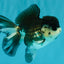 SPECIAL A Grade Panda Oranda Male 5-5.5 inches #030626OR_24