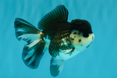 SPECIAL A Grade Panda Oranda Male 5-5.5 inches #030626OR_24