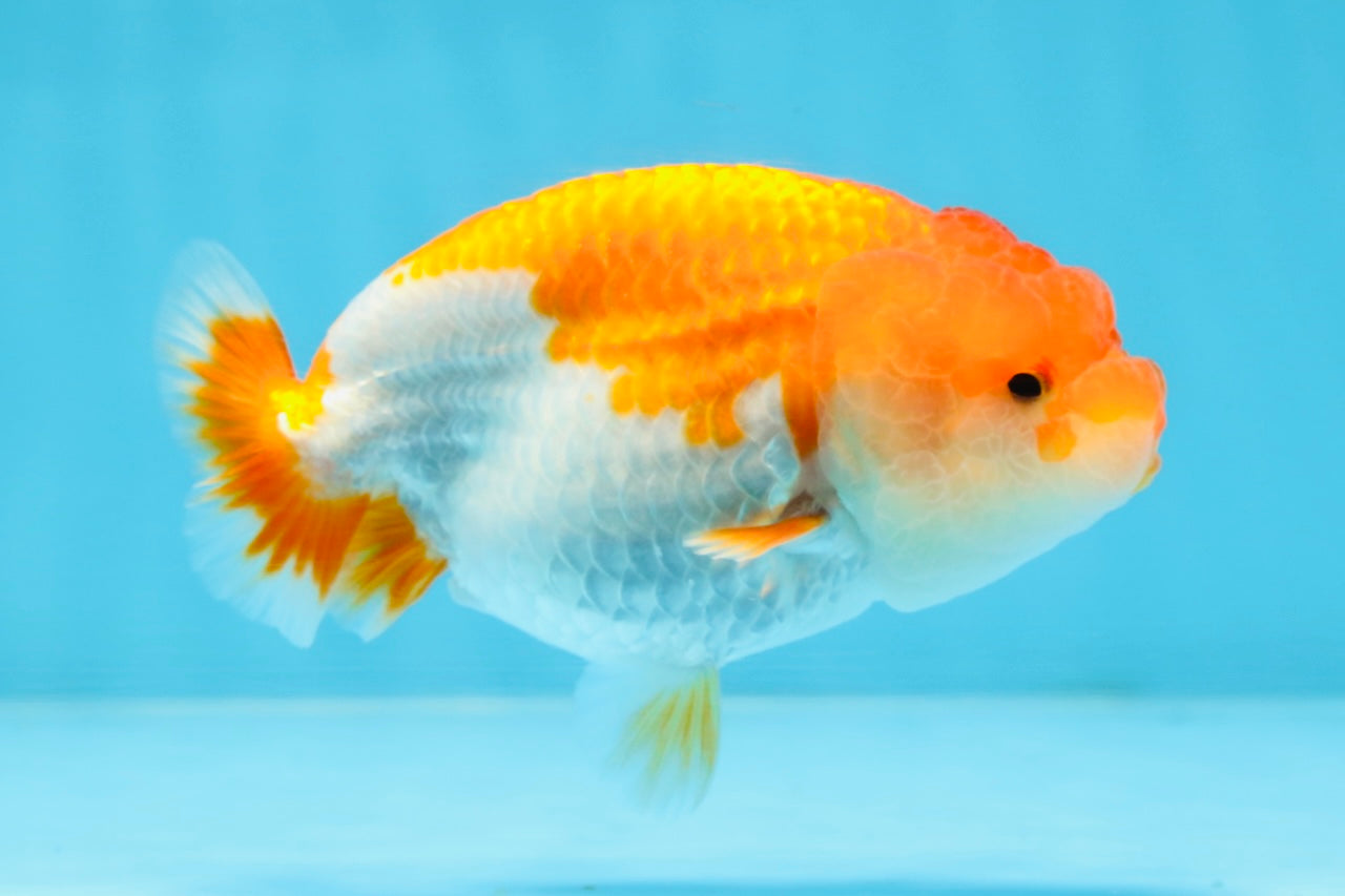 AAA Grade Red White LionQueen 4-4.5 inches #101725LC_04