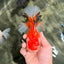 A Grade Red White Oranda Male 5.5 inches #042426OR_07
