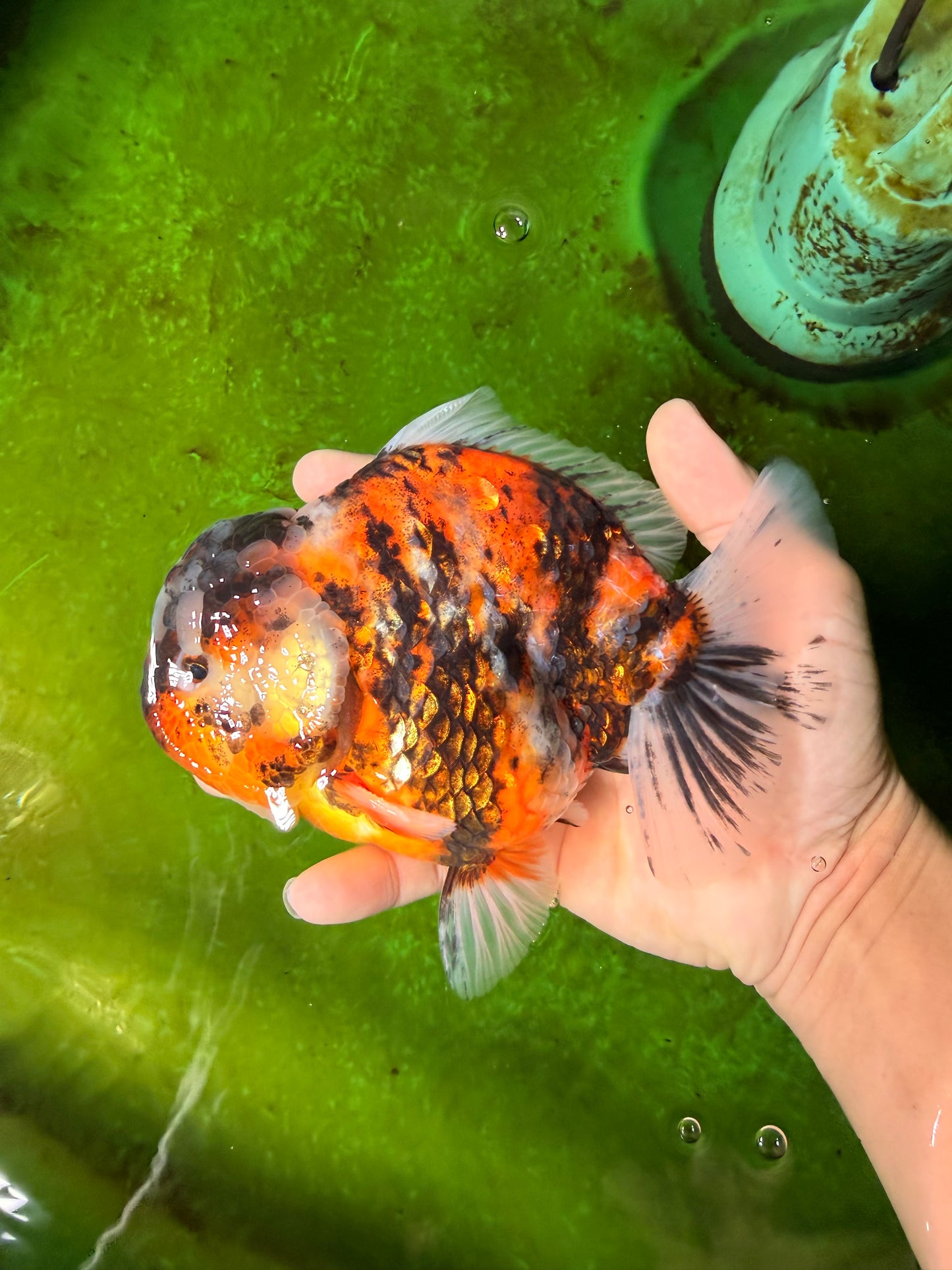 UNIQUE AAA Grade Marble Tiger Yuanbao Male 5.5-6 inches #041026YB_27