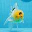 A Grade Lemonhead Oranda Male 5 inches #0830OR_22