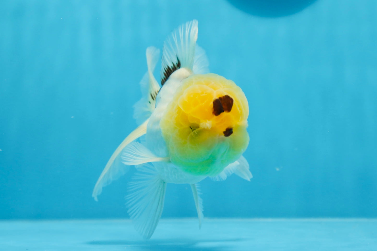 A Grade Lemonhead Oranda Male 5 inches #0830OR_22