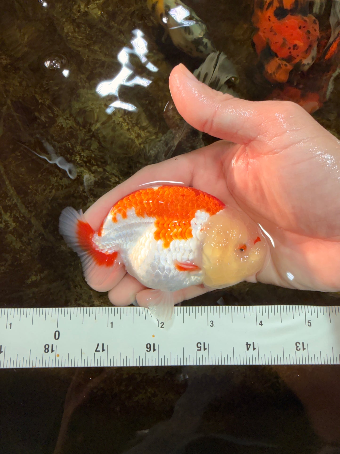 POPCORN AAA Grade Red White Kohaku LionQueen 4 inches #101725LC_05