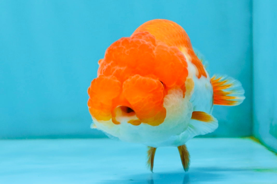 TOMATO A Grade Red White LionQueen 4-4.5 inches #032726LC_17