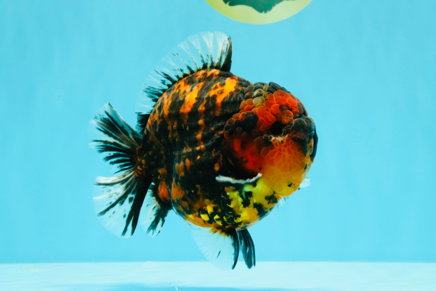 AAA Grade Godzilla Tiger Yuanbao Male 5.5-6 inches #032026YB_21