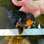 A Grade Apache Lava Head Oranda Male 5-5.5 inches #081525OR_25
