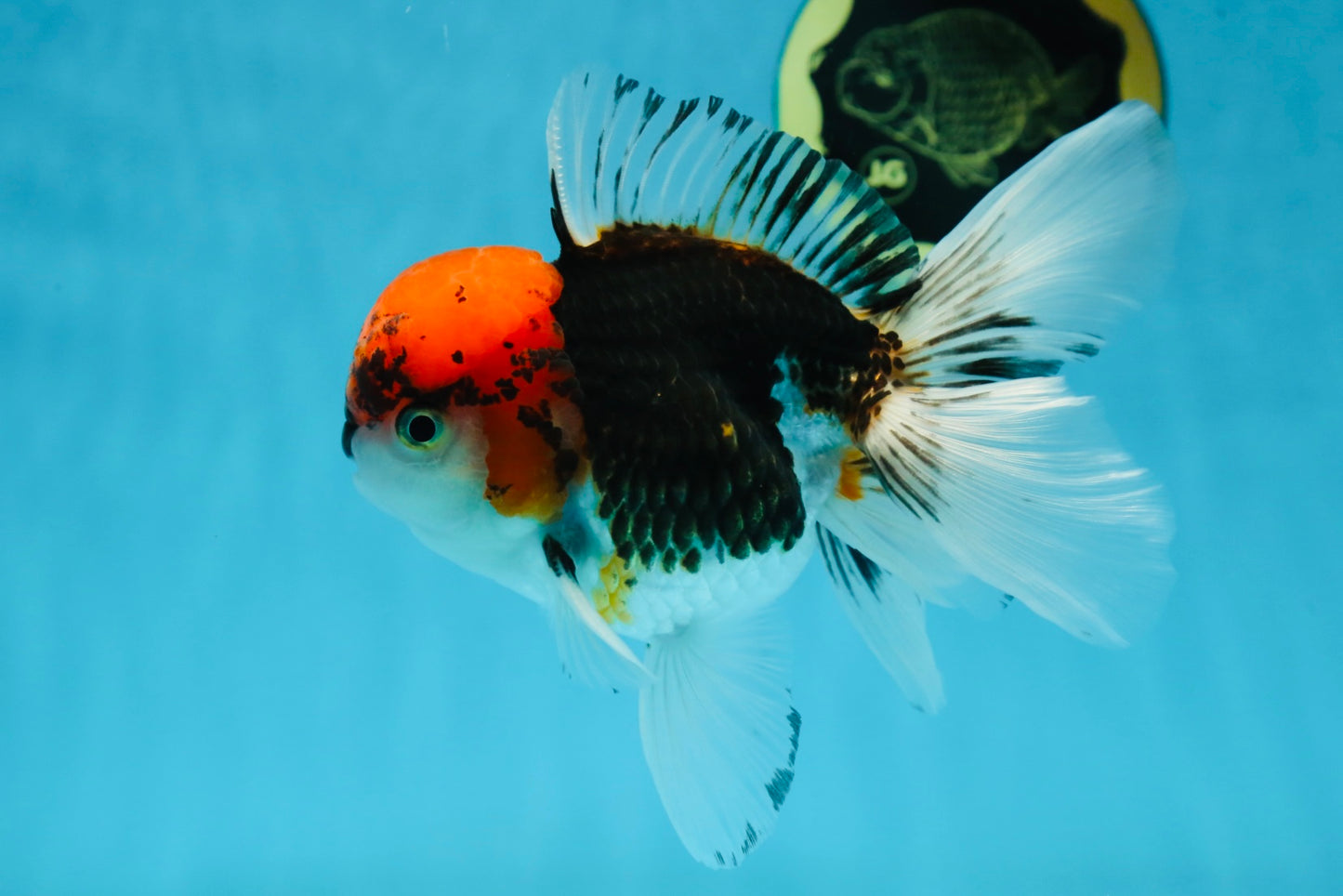 A Grade Tricolor Oranda Male 5.5 inches #060625OR_19