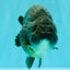 UNIQUE Black Blue Ranchu Male 5.5 inches #100226RC_24