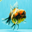 A Grade Calico Tiger Oranda Male 6.5-7 inches #080726OR_17