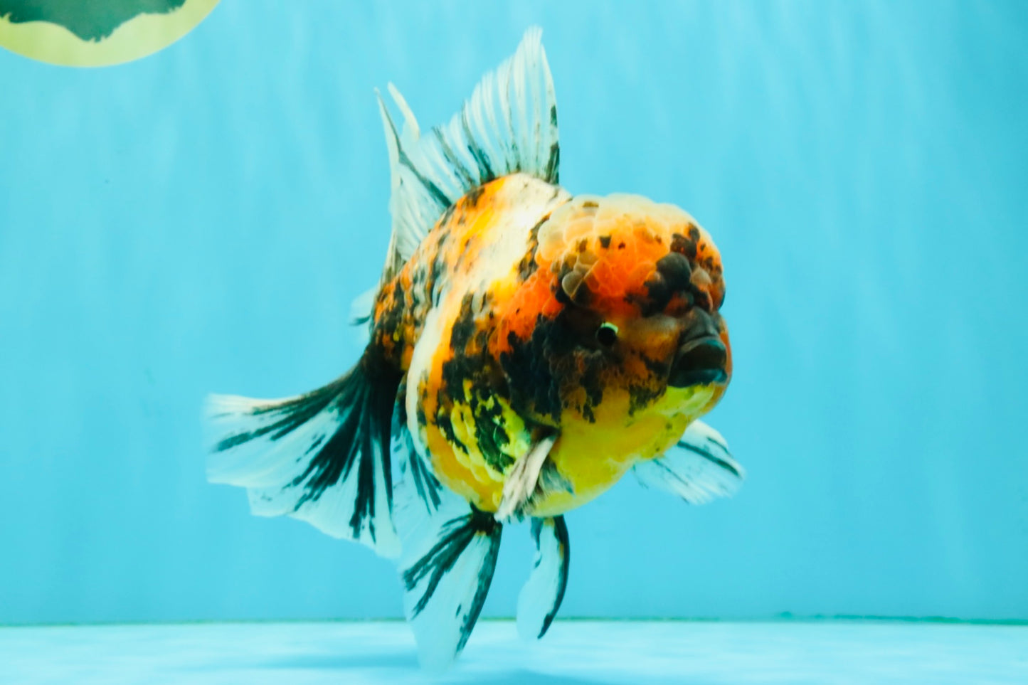 A Grade Calico Tiger Oranda Male 6.5-7 inches #080726OR_17