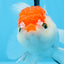 Red Head Tricolor Oranda Male 5.5 inches #0706OR_04