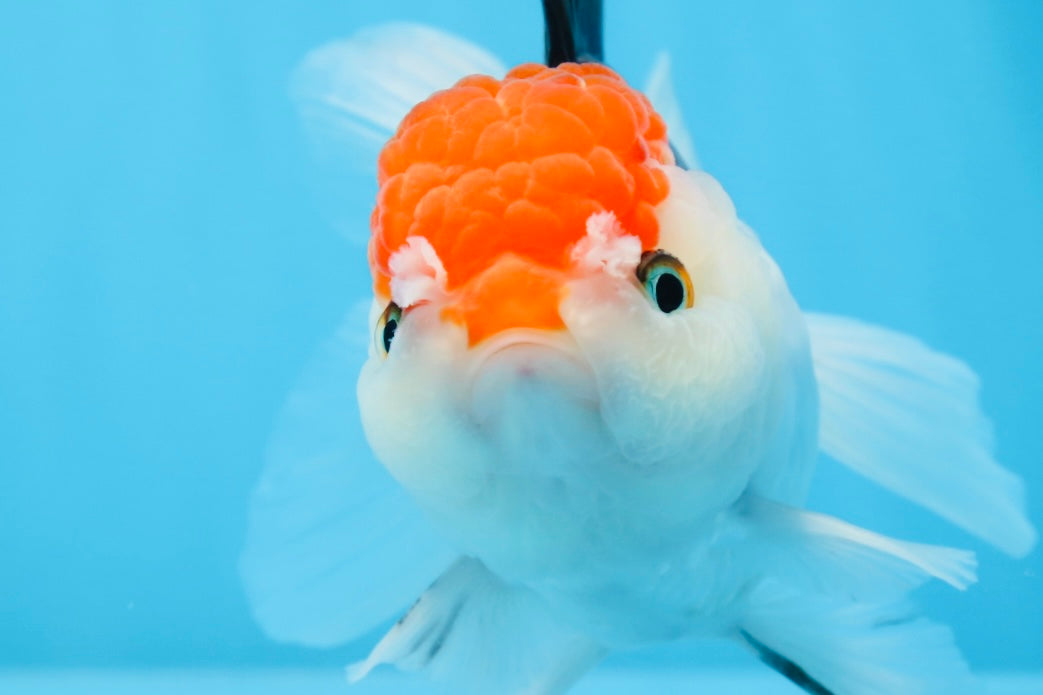 Oranda tricolor de cabeza roja, macho, 5,5 pulgadas, n.° 0706OR_04