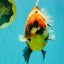 AAA Grade Jumbo Body Marble Sakura Oranda Male 6.5-7 inches #062626OR_02