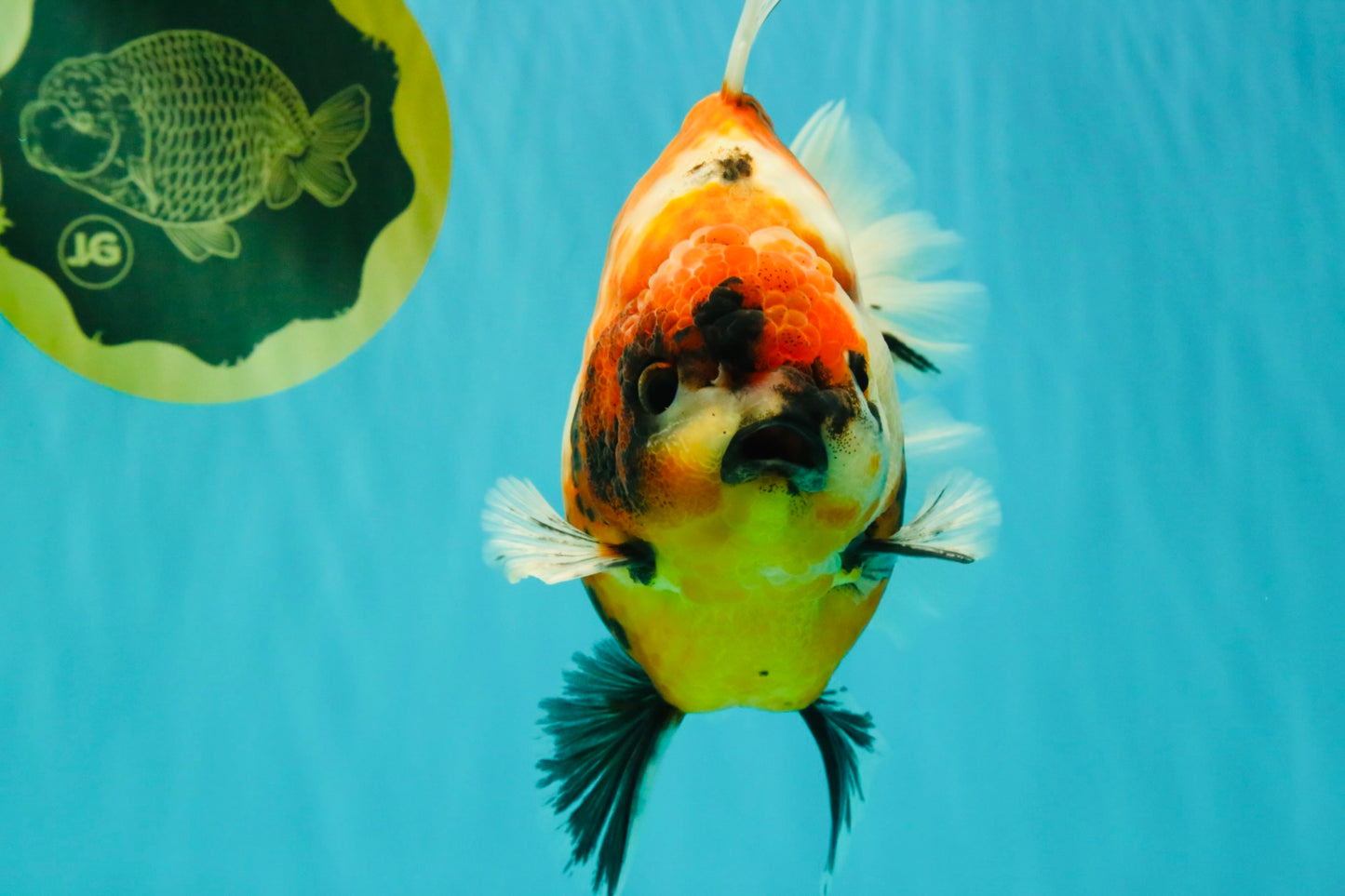 AAA Grade Jumbo Body Marble Sakura Oranda Male 6.5-7 inches #062626OR_02