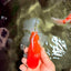 AAA Grade Red White Oranda Male 5.5-6 inches #072426OR_08