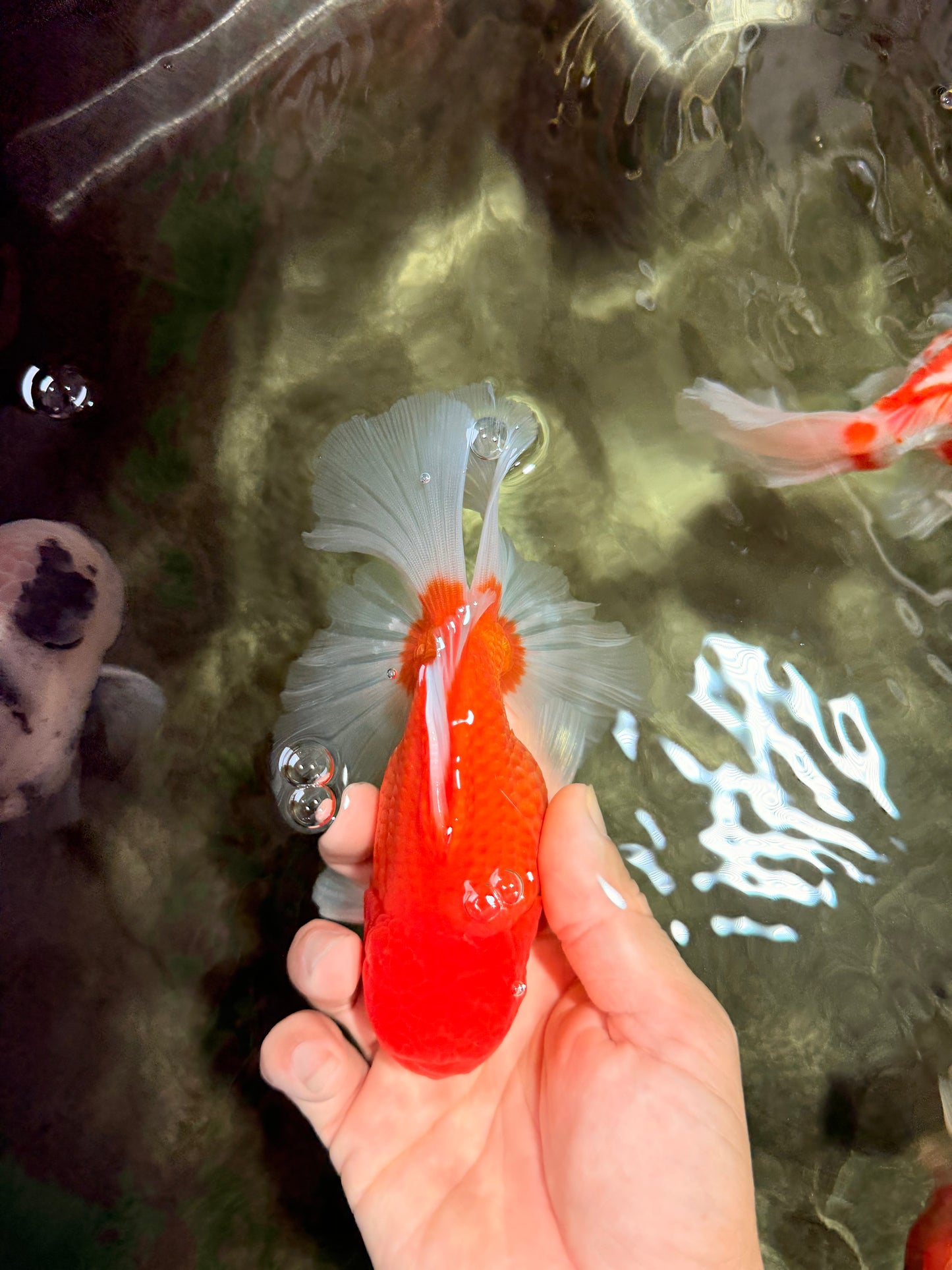 AAA Grade Red White Oranda Male 5.5-6 inches #072426OR_08