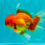 A Grade Red White Oranda Male 6.5 inches #082826OR_16